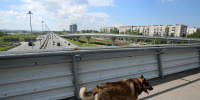 В Пушкине автомобиль сбил пенсионерку с собакой